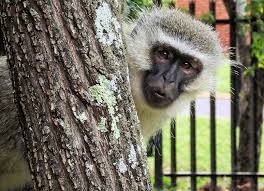 THE VERVET MONKEYS