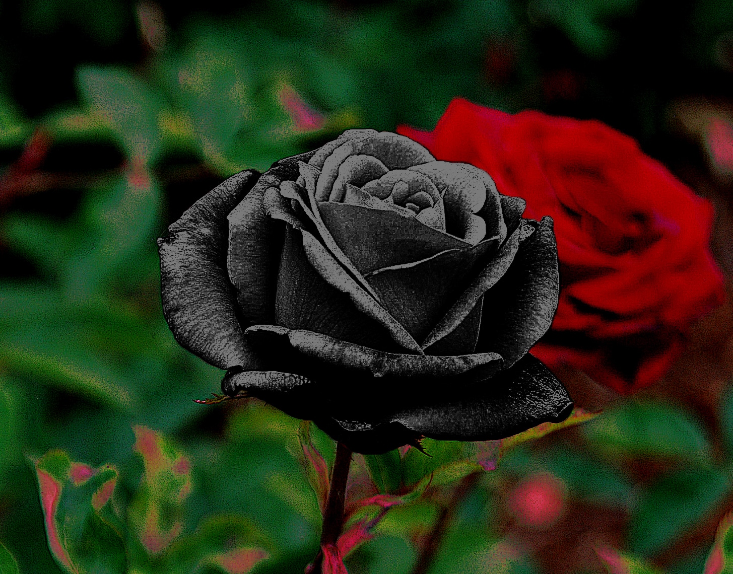 BLACK ROSE