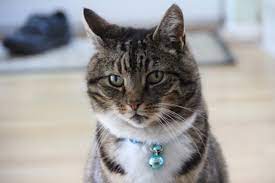 WHO CAN BELL THE CAT ?