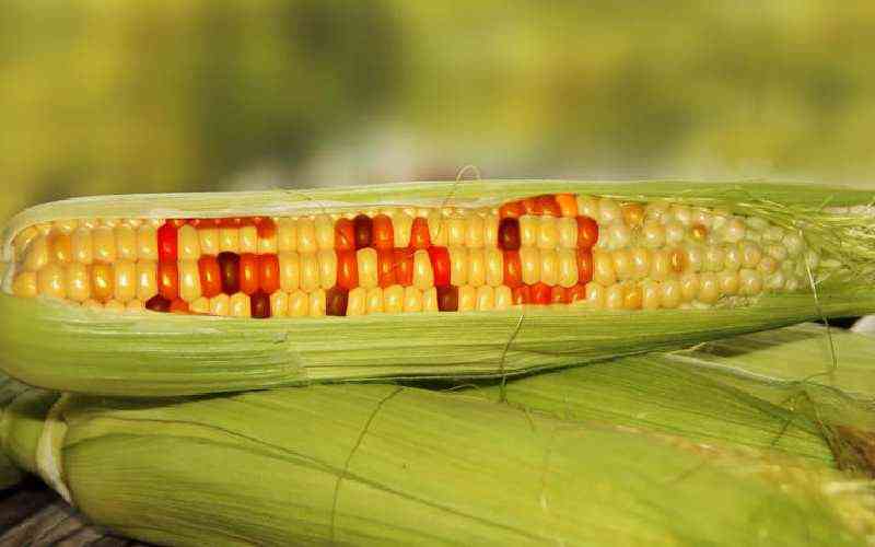 GMO