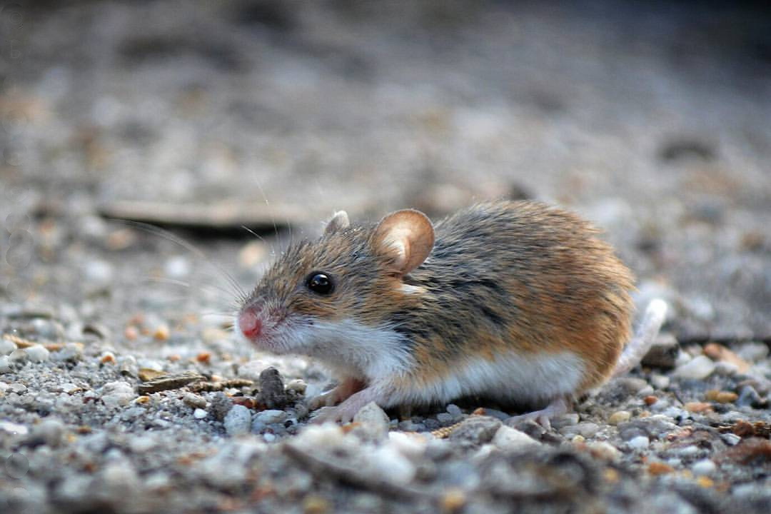 Africas Tiniest Creatures