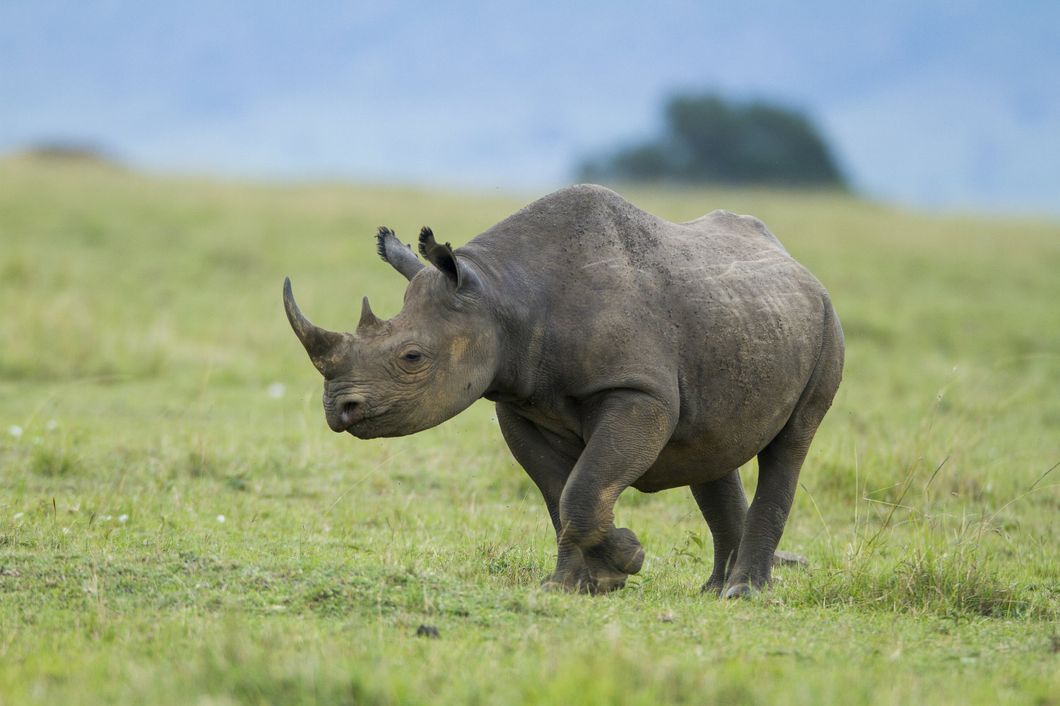 Africas Rarest Animals