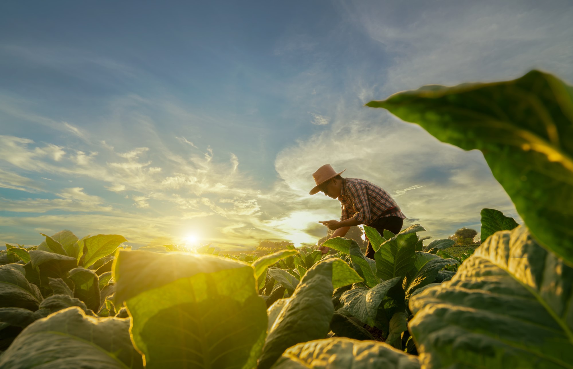 Taking Action: How Kenyan University Students Can Contribute to Climate Change Goals