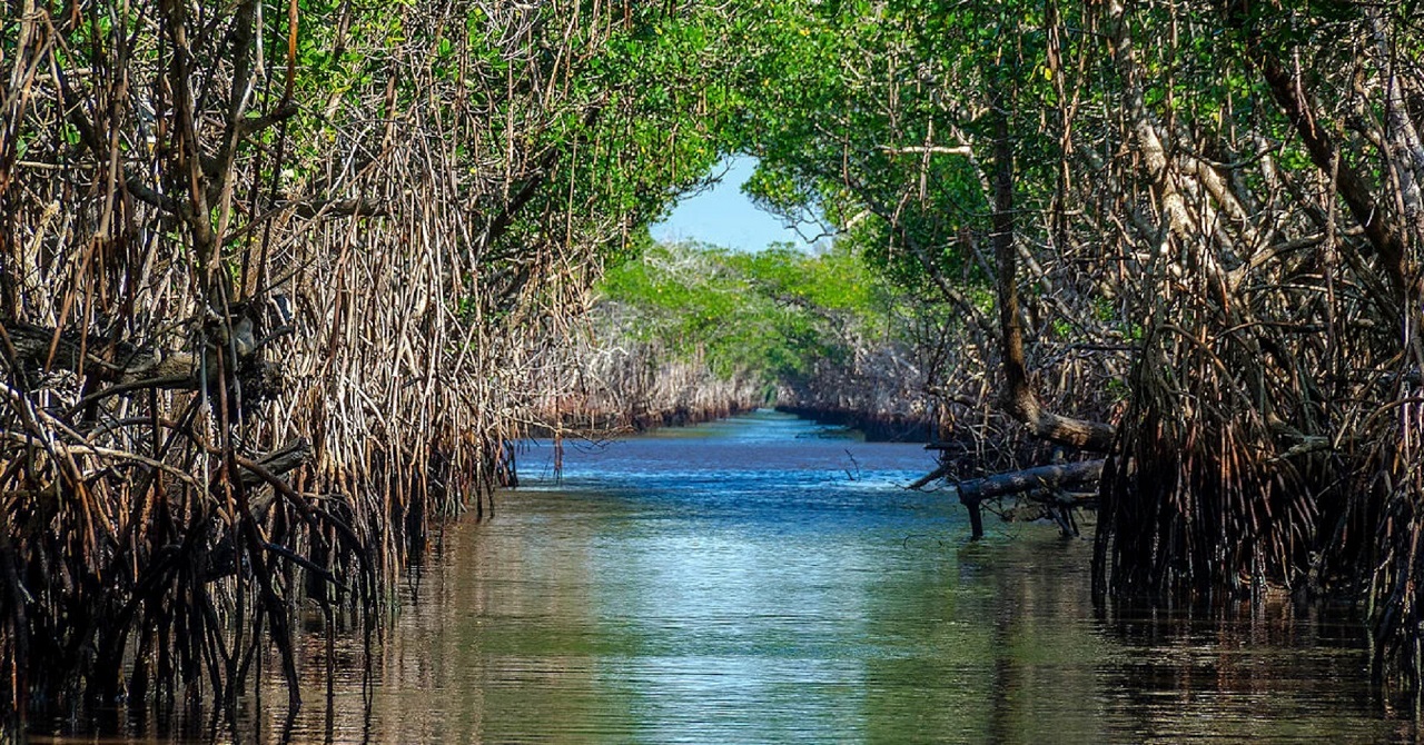 In and Out, the Mangrove Forest