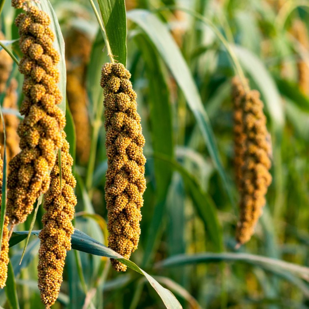 The Great Millet Quest: Fostering Innovation, Nutrition, and Employment Opportunities